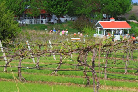 Step-By-Step Guide on How to Build a Grape Trellis